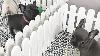 Amazing????Puppy????????Chellange #fyp #viral #shorts #short #shortsfeed #puppylover #bulking #dog #pets #bgt.