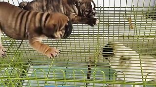 Adorable????Puppies???????? Challenge #fyp #viral #shorts #short #shortsfeed #puppylover #bulking #dog #pets.
