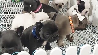 Cutest Puppies Herd????????????#fyp #viral #shorts #short #shortsfeed #puppylover #bulking #dog #petdog #pets.