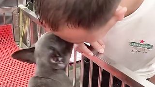 Puppy Licking ???????????? #fyp #viral #shorts #short #shortsfeed #puppylover #bulking #puppy #dog #puppies.