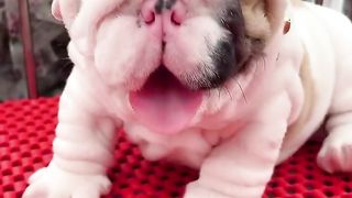 Adorable????Face Bulldogs????#fyp #viral #shorts #short #shortsfeed #puppylover #bulking #dog #puppy #bgt.