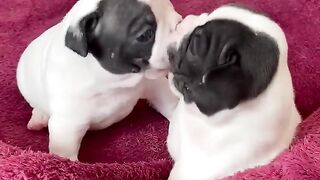 Mordidinhas de amor ????.