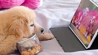 Here's Why Dogs Absolutely Love Watching TV