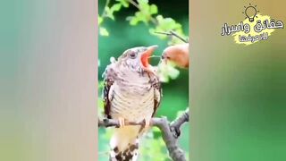 غرائب