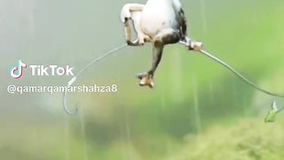 Frog enjoy rain