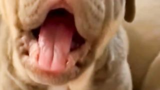 Cute American bully puppy #reels #shorts #americanbully #puppy #dog.