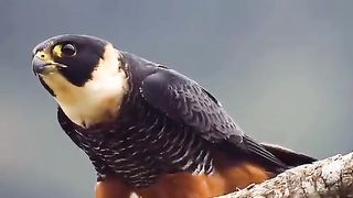 GOD'S BEAUTIFUL CREATION 2