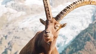 MAKHOR PAKISTAN