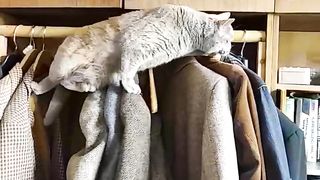 FUNNY CATS #7