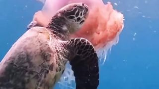 GOD'S BEAUTIFUL CREATION 4