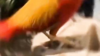 GOD'S BEAUTIFUL CREATION 5