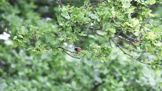 BIRD--Redstart