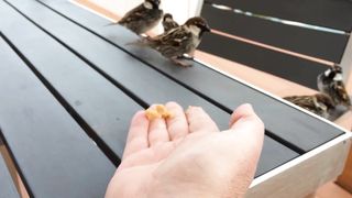 BIRD-Spanish Sparrow 2