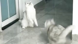 Try Not To Laugh Dogs And Cats