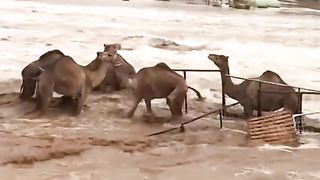 Amazing videos vol 313