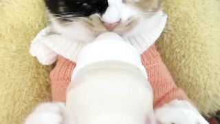 Adorable Kittens Bottle-Feeding Moments: A Glimpse into the Sweet Nursing Bond