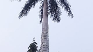 It's Really a Tree ????