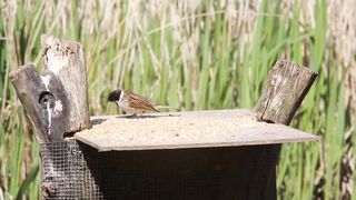 BIRD-Reed Bunting on bird table