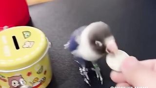 well trained parrot