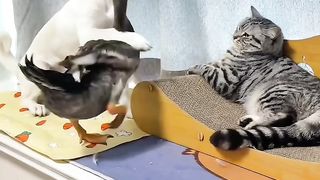 Adorable Friendship Among Dog, Cat, and Duck