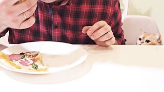 Faithful allies in night meals ????
