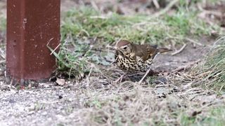 BIRD-Song Thrush feeding