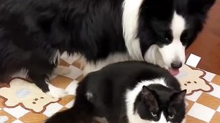A Cat and Dog's Colorful Friendship Adventure