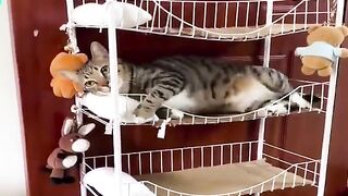 Cat houses.