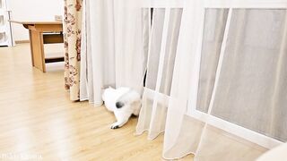 Pikachu plays with curtains and hiding from Rosie ????