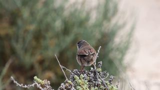 BIRD-Spectacled Warbler