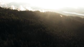 "Whispers of the Wild: A Visual Symphony of Nature's Secrets"