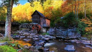 Natural Forest