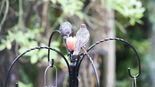 BIRD-Starlings and apple