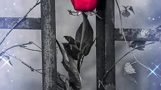 Tum bin jiya jay kaisy