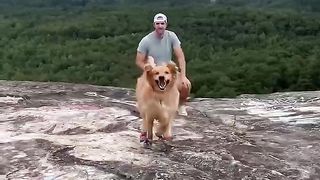 We gave an abandoned shelter dog a second chance! #dog #goldenretriever