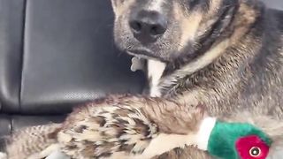 We gave a shelter dog the best day out ever! #dog #shelterdog