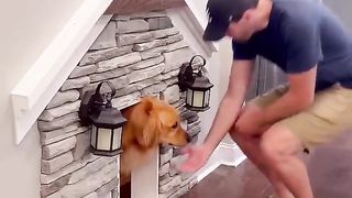 This spoiled dog gets his own day of the week! #dog #goldenretriever