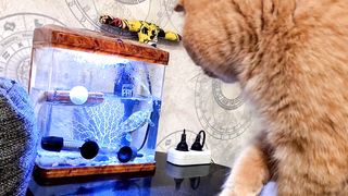 Cats get to know a new pet funny animals cat Peach cat Foxy