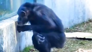 Funny Monkey Viral Video 131