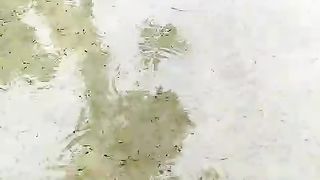 Larva lele SUMRINGAH berenang ceria dan GESIT setelah dilakukan pergantian air kolam dengan benar