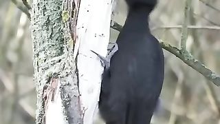 The black woodpecker