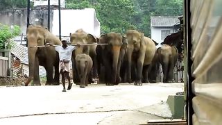 SRI LANKA ELEPHANTS