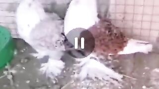Pigeons were