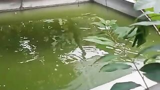 Kolam tandon boleh dikasih ikan nila atau gurame agar air cepat tua