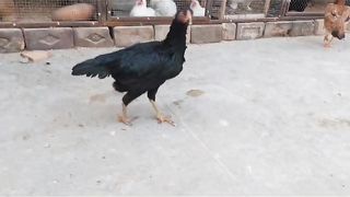 The birds farm