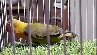 The parrot in the cage sitting on the green