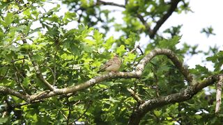 BIRD-Woodlark