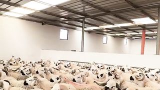 Les moutons marocains