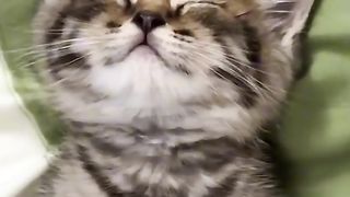 Wow cuti katt