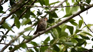 BIRD-Wren singing 2